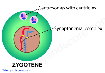 zygotene, mitosis, mitotic cell division, prophase 1, meiosis 1